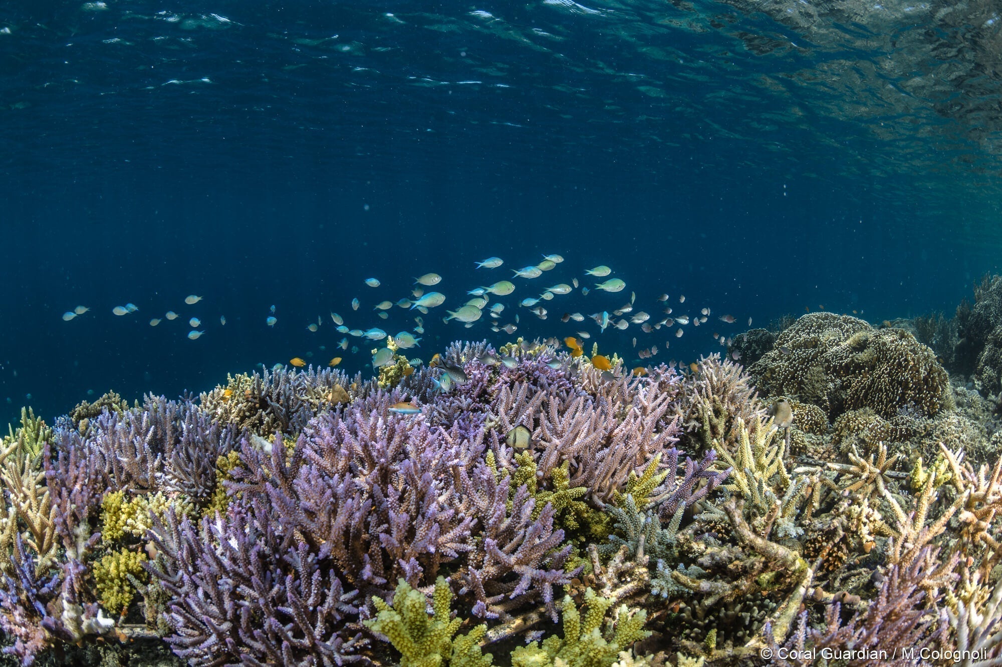 Apnée Swimwear s'engage pour l'environnement
